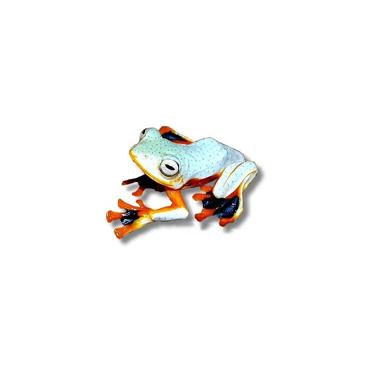 Rhacophorus reinwardtii Black-webbed Treefrog - imagine 5